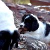 Chiot Landseer Faun et Combo z laderova